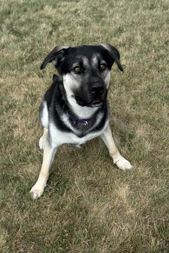 Dom, a Adoptable German Shepherd Dog in Grand Forks, ND image 4/6