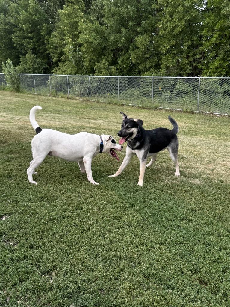 Enlarge Dom, a Adoptable German Shepherd Dog in Grand Forks, ND image 5/6