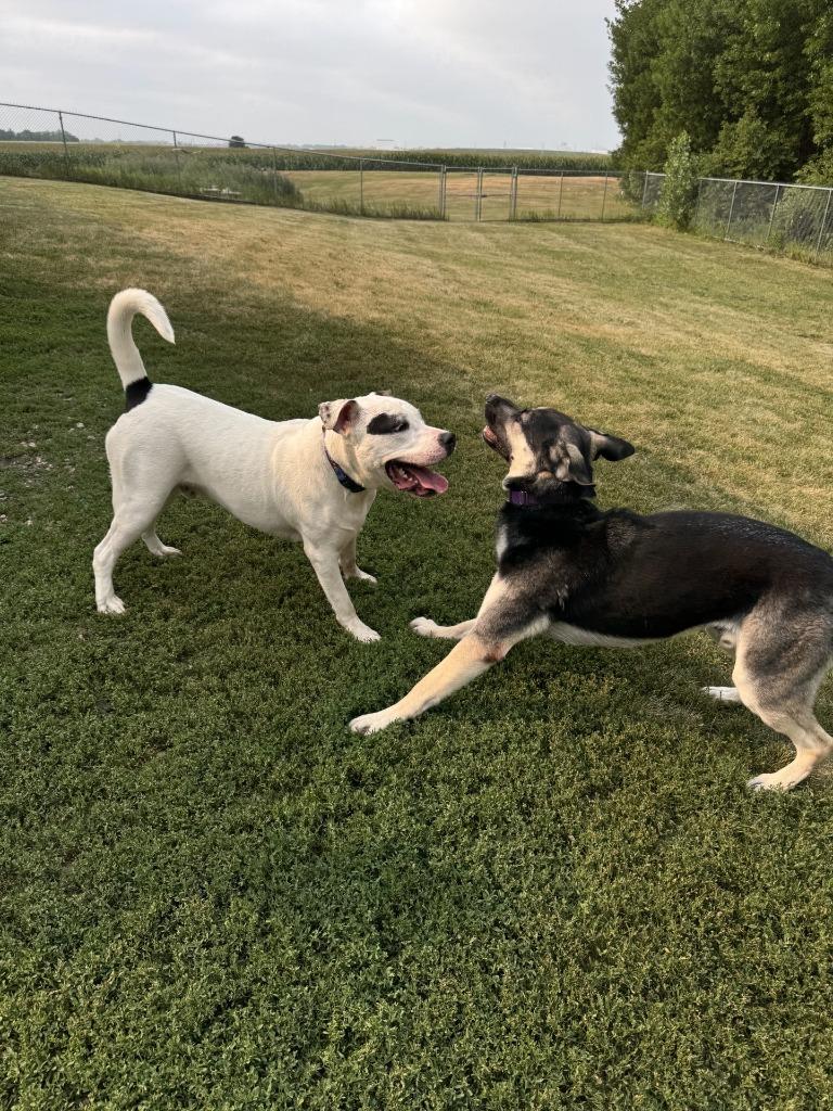 Enlarge Dom, a Adoptable German Shepherd Dog in Grand Forks, ND image 6/6