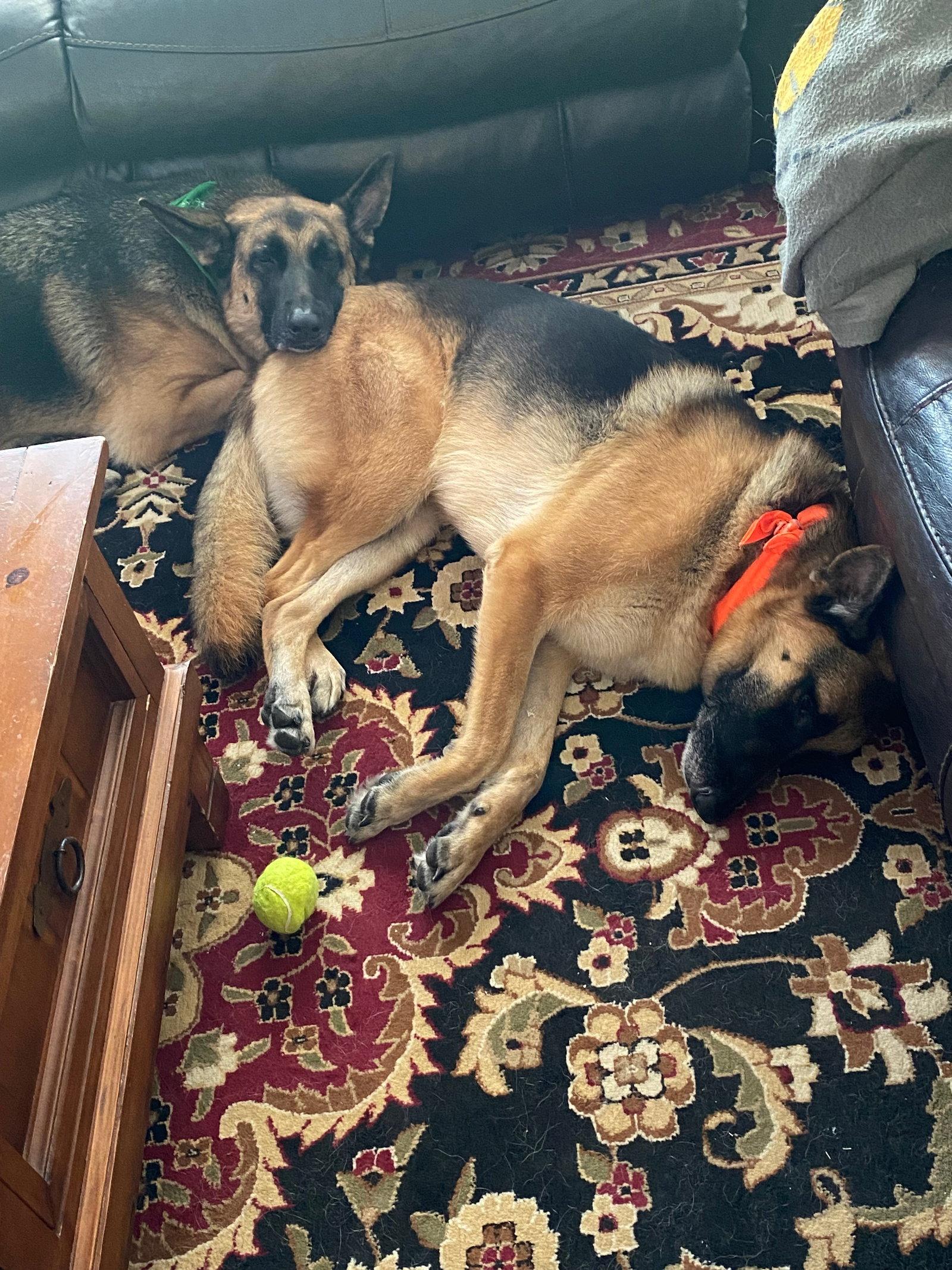 Jaeger & Meister, Adoptable, Senior Male German Shepherd Dog.