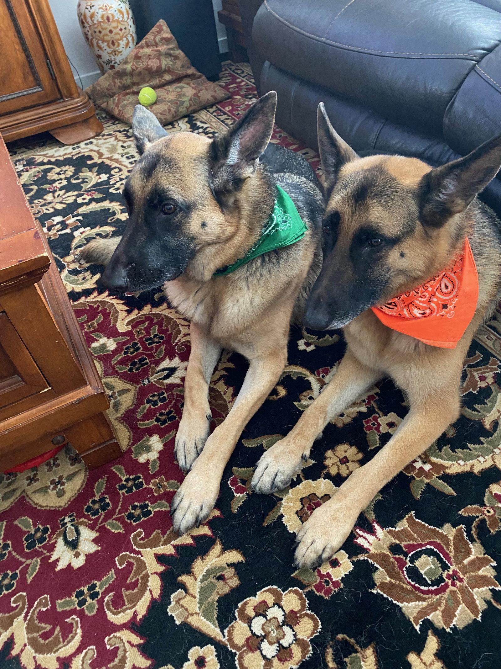 Enlarge Jaeger & Meister, a Adoptable German Shepherd Dog in Rockwall, TX image 2/2