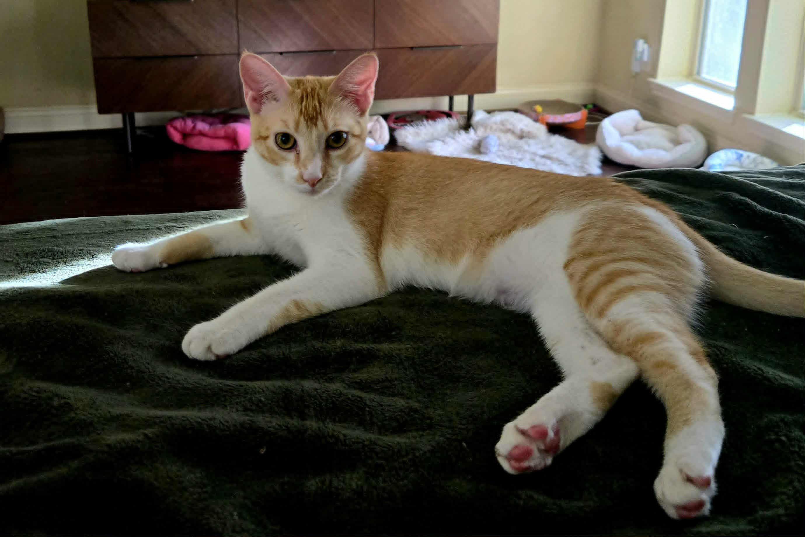 Enlarge Keats, a Adoptable Domestic Short Hair in Poughkeepsie, NY image 2/6