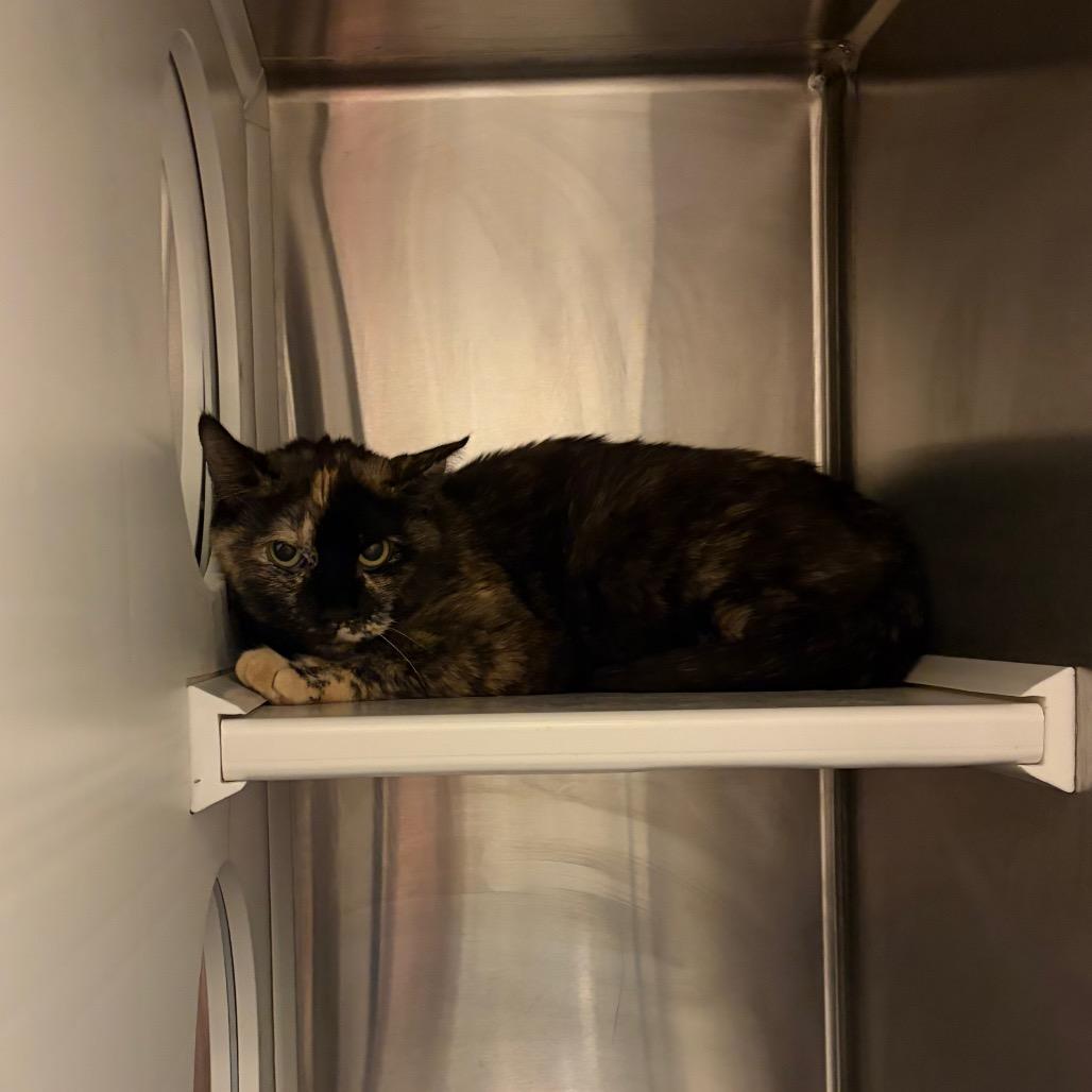 Enlarge Lollie, a Adoptable Domestic Short Hair in Council Bluffs, IA image 1/1