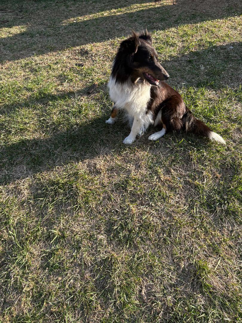 Callie, Adoptable, Adult Female Shetland Sheepdog / Sheltie.