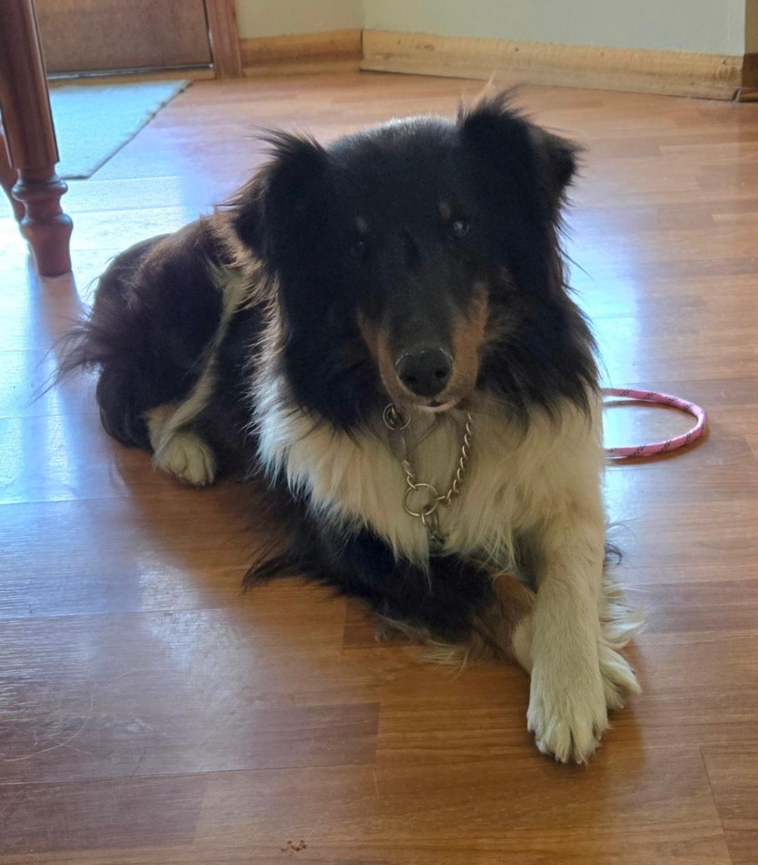 Enlarge Callie, a Adoptable Shetland Sheepdog / Sheltie in Mission, KS image 2/2