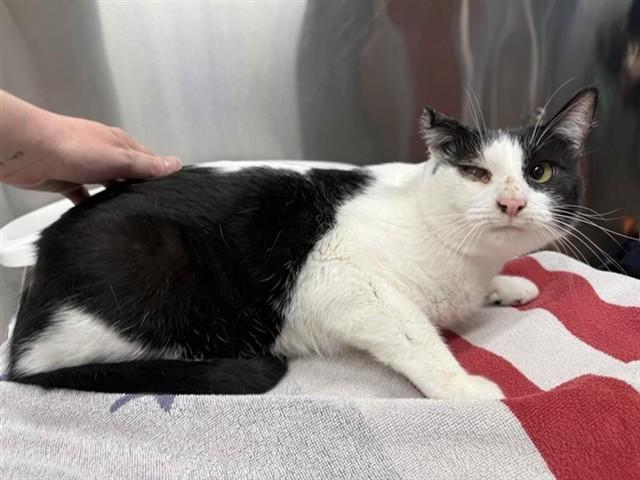 Enlarge OREO, a Adoptable Domestic Short Hair in Fairbanks, AK image 1/1