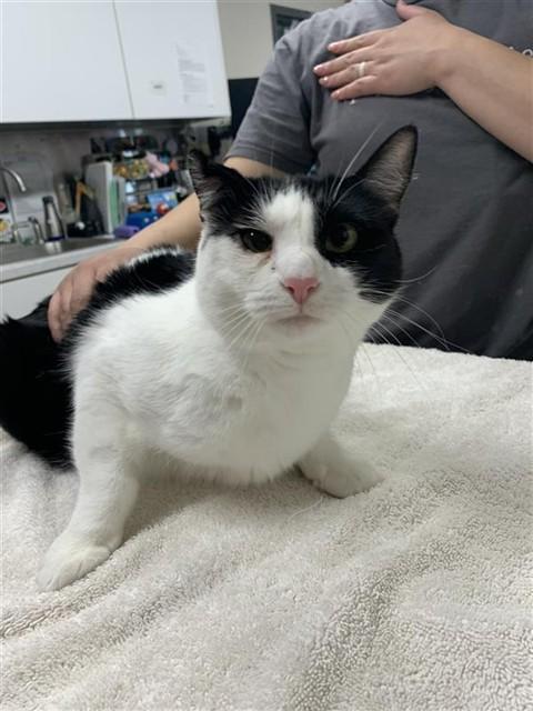 OREO, Adoptable, Adult Male Domestic Short Hair.