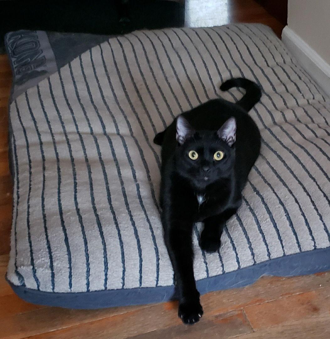 Stoli, Adoptable, Adult Male Domestic Short Hair.