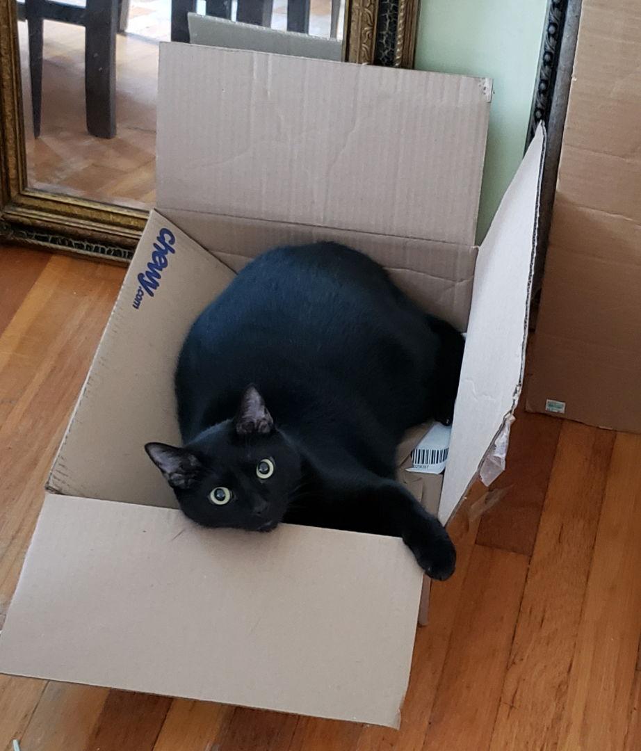 Stoli — thumbnail 2