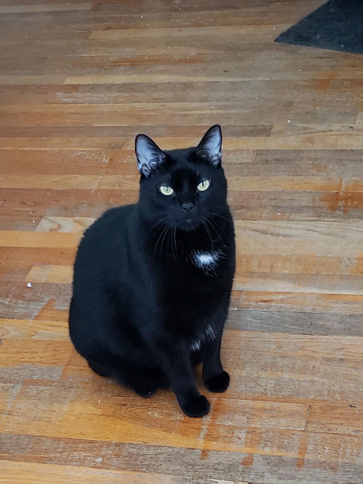 Stoli — thumbnail 3