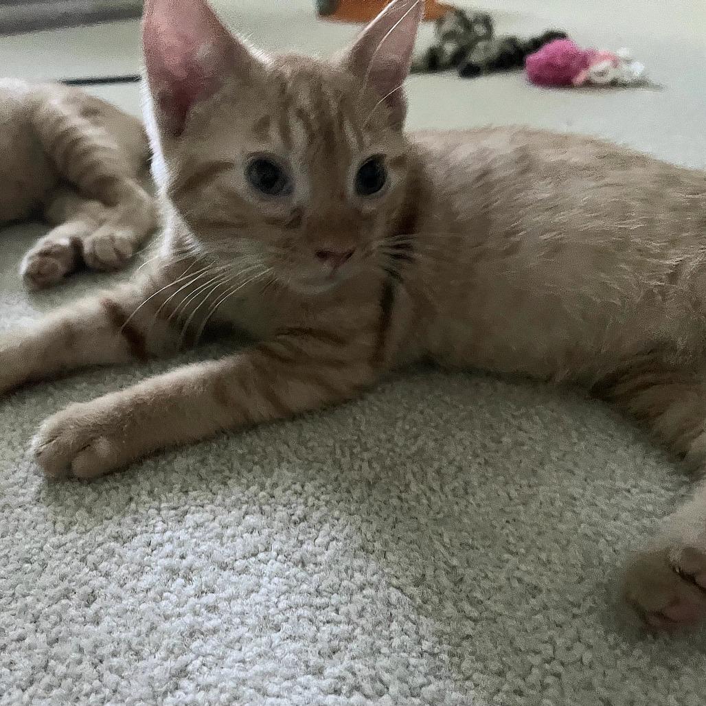 Norman, Adoptable, Kitten Male Domestic Short Hair.