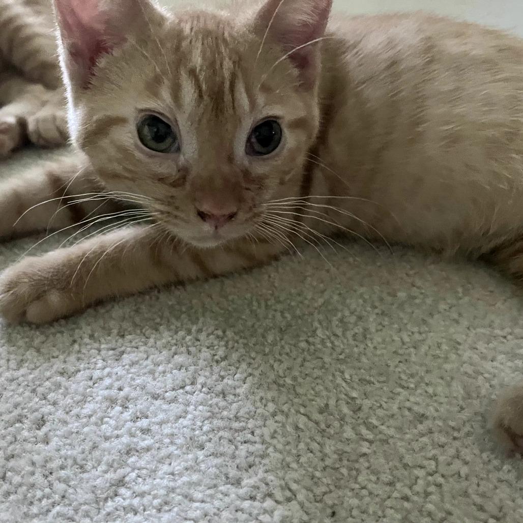 Enlarge Norman, a Adoptable Domestic Short Hair in FAIRWAY, KS image 2/2