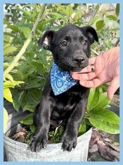 Enlarge Luca and Louie, a ADOPTABLE mixed breed in Sudbury, MA image 2/2