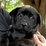 Enlarge Luca and Louie, a ADOPTABLE mixed breed in Sudbury, MA image 1/2