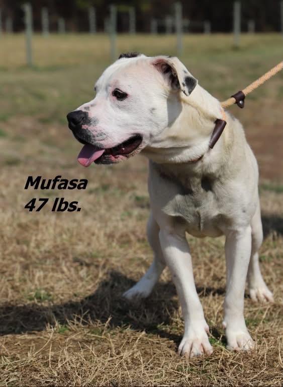 Enlarge Mufasa, a Adoptable mixed breed in Oxford, NC image 1/2