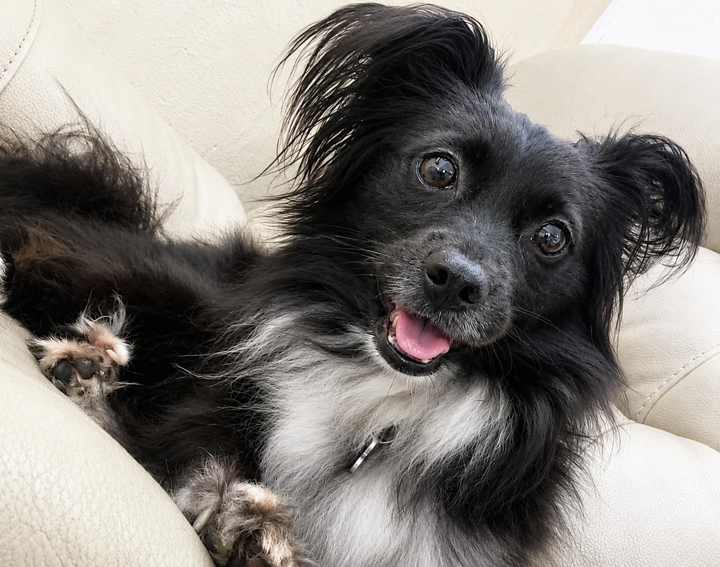Bennie, adoptable, Young Male Papillon.