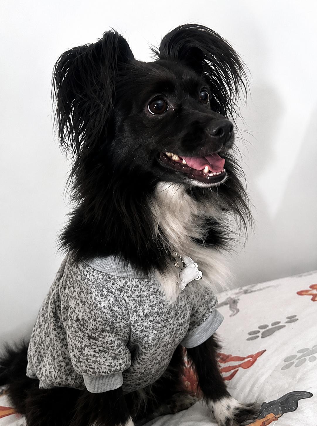 Bennie, an adoptable mixed breed in Weare, NH image 6/6