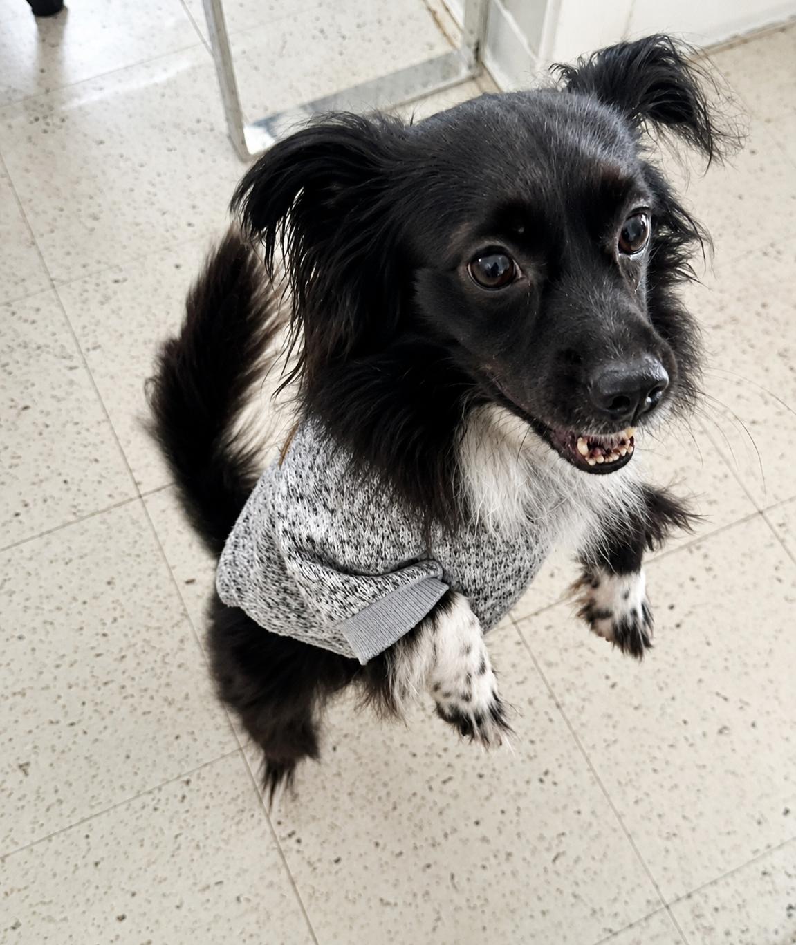 Bennie, an adoptable mixed breed in Weare, NH image 4/6
