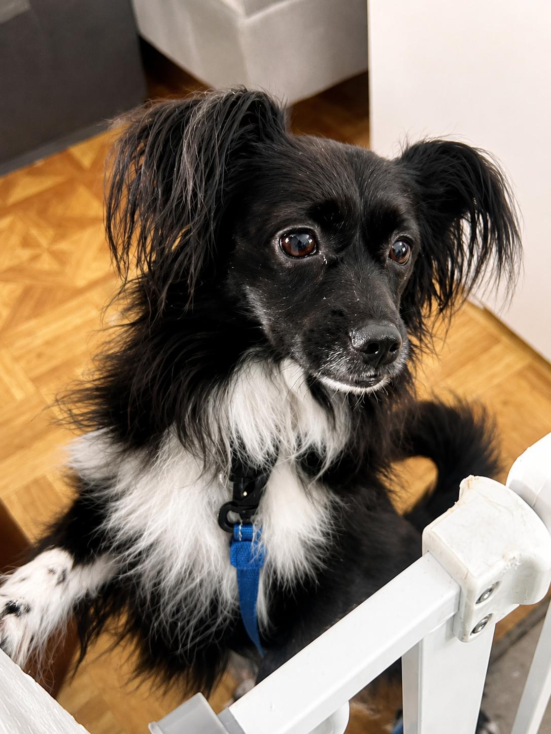 Bennie, an adoptable mixed breed in Weare, NH image 5/6