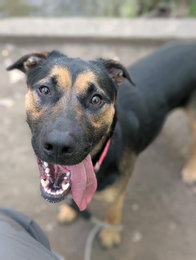 Enlarge Hannah Montana, a Adoptable mixed breed in Chico, CA image 1/3