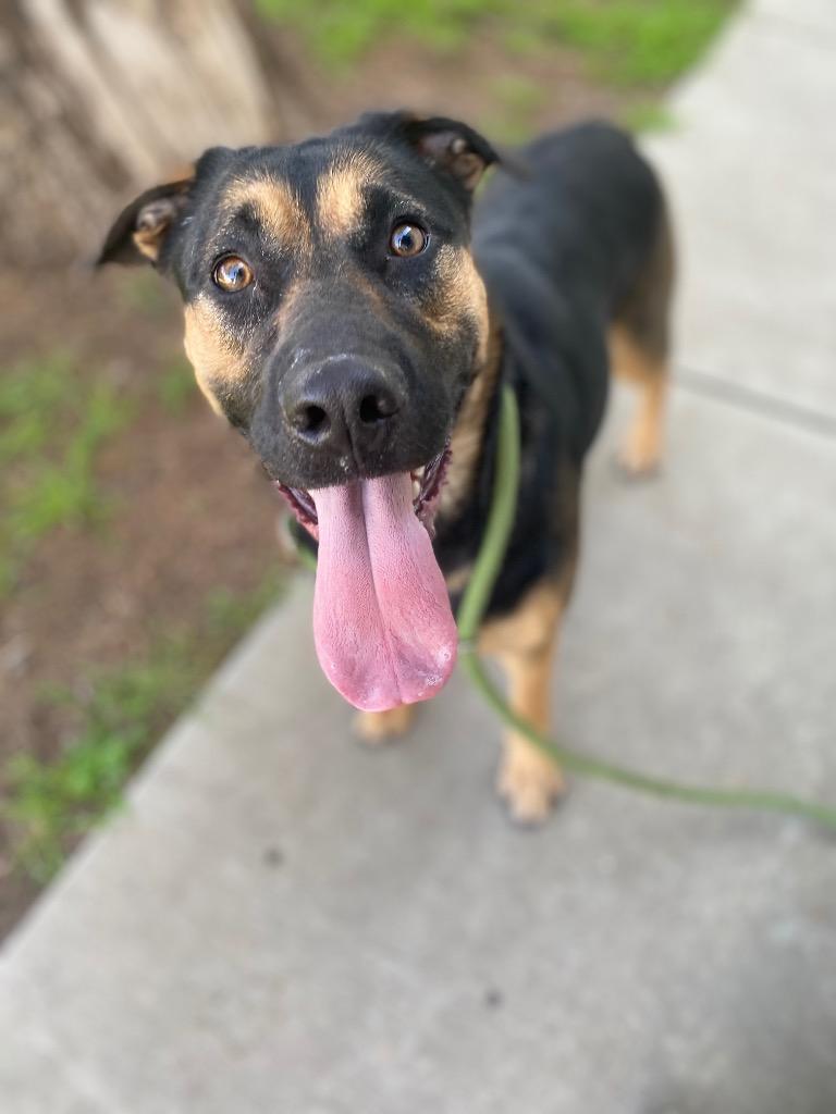 Hannah Montana, Adoptable, Young Female Shepherd & Mixed Breed.