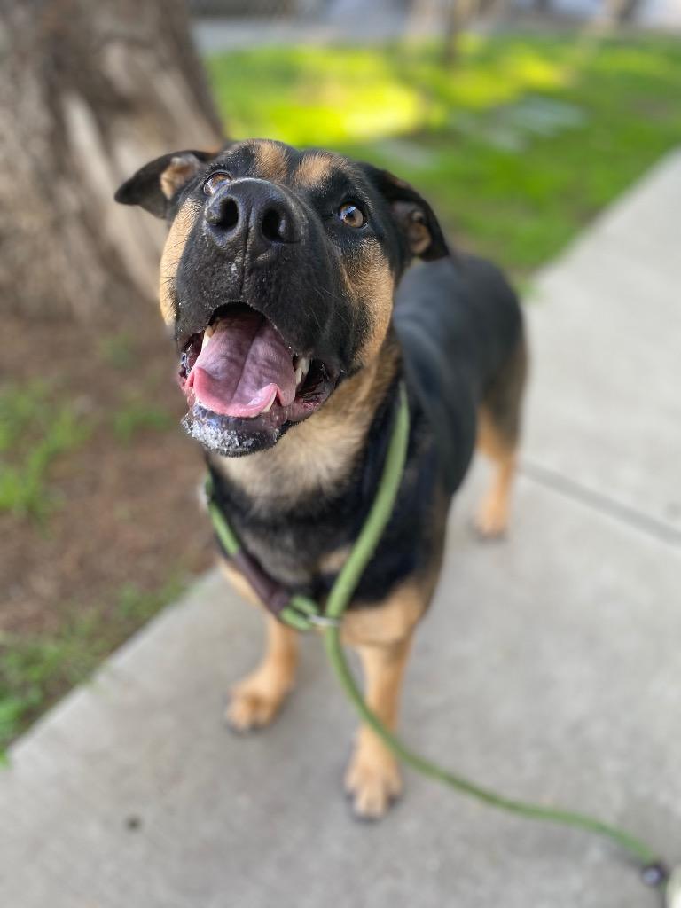 Hannah Montana, a Adoptable mixed breed in Chico, CA image 2/2