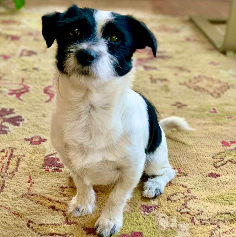 Skunk, ADOPTABLE, Adult Male Jack Russell Terrier & Mixed Breed.