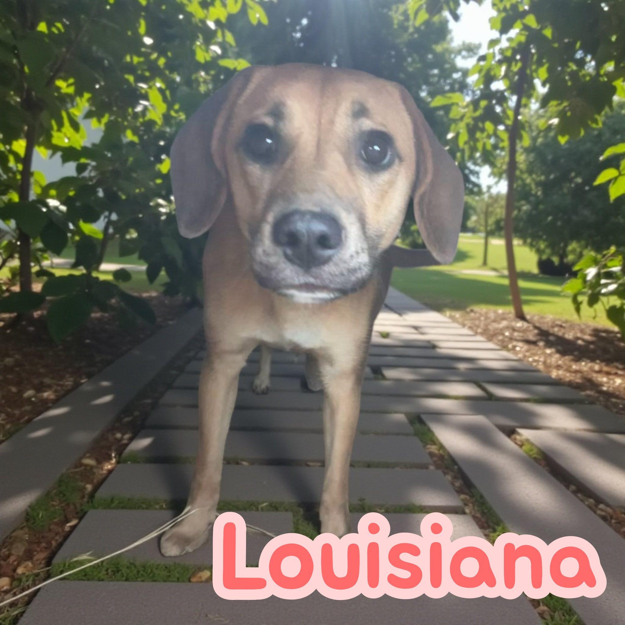 Louisiana, a Adoptable mixed breed in Asheville, NC image 3/4