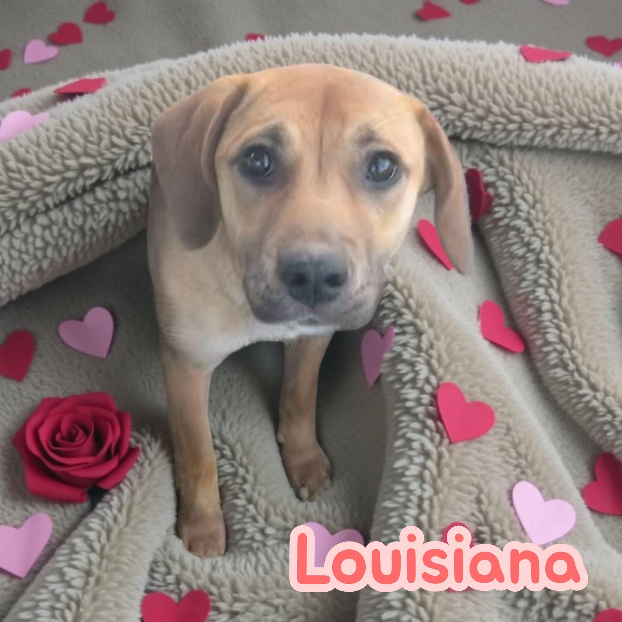 Louisiana, a Adoptable mixed breed in Asheville, NC image 1/4