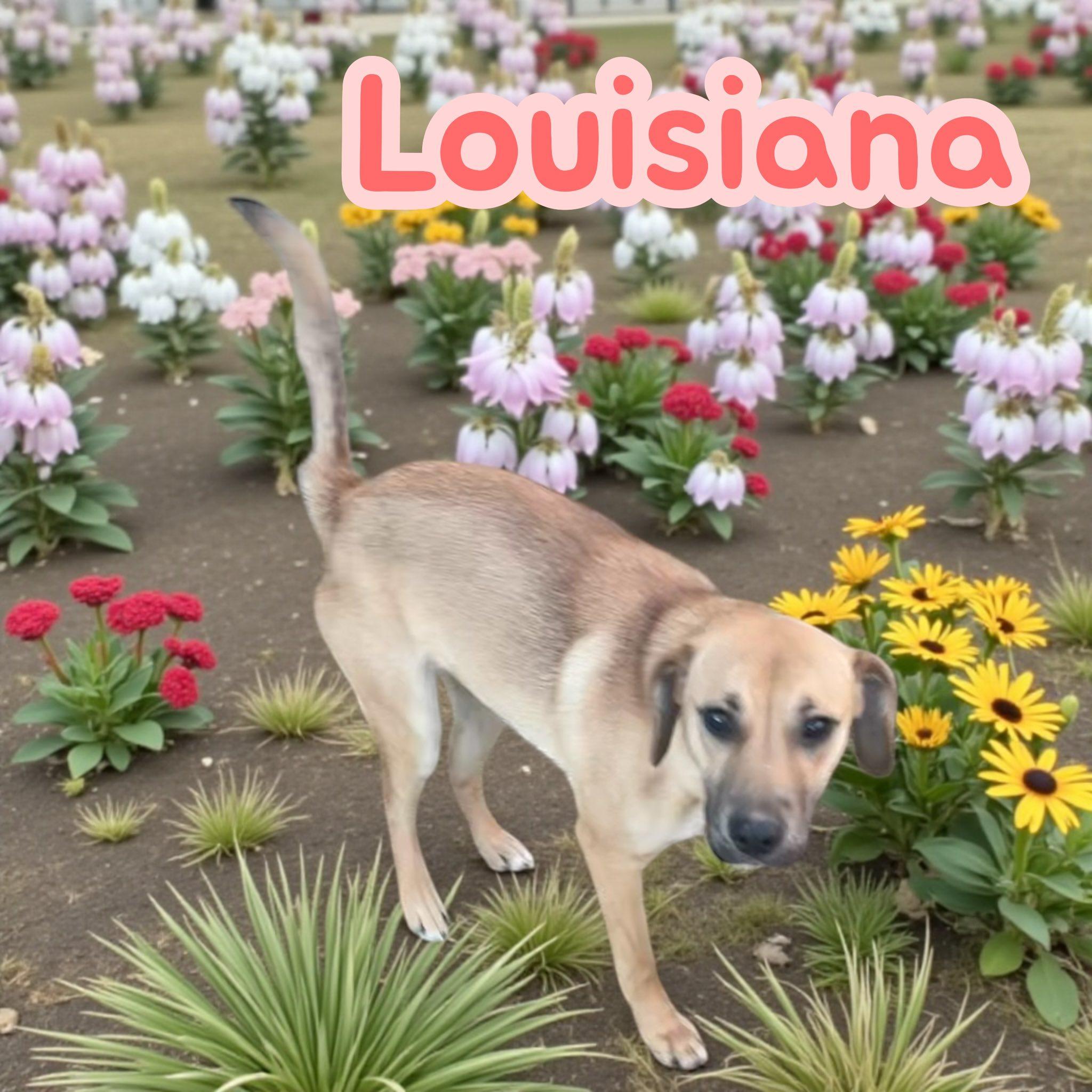 Louisiana, a Adoptable mixed breed in Asheville, NC image 4/4