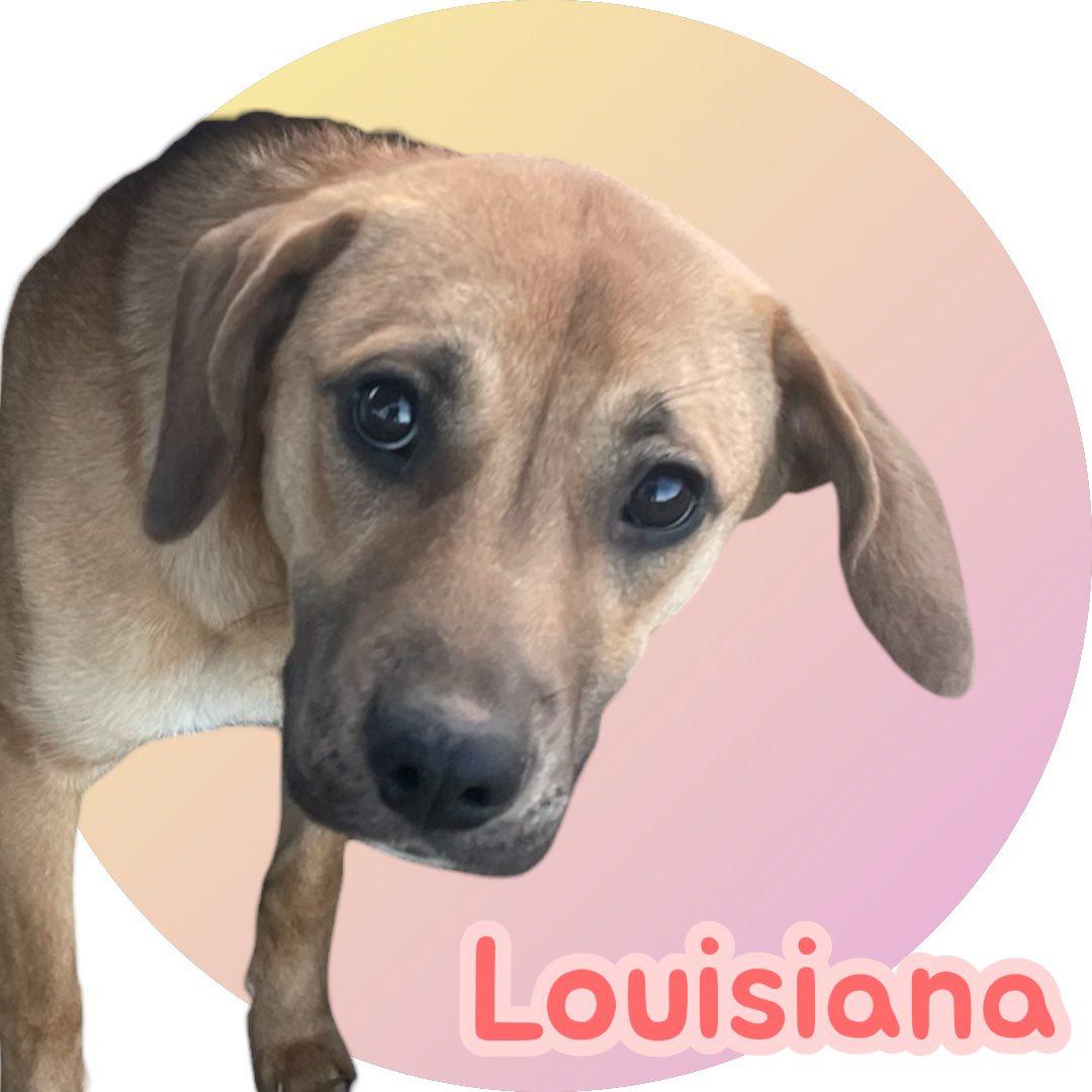 Louisiana, a Adoptable mixed breed in Asheville, NC image 2/4