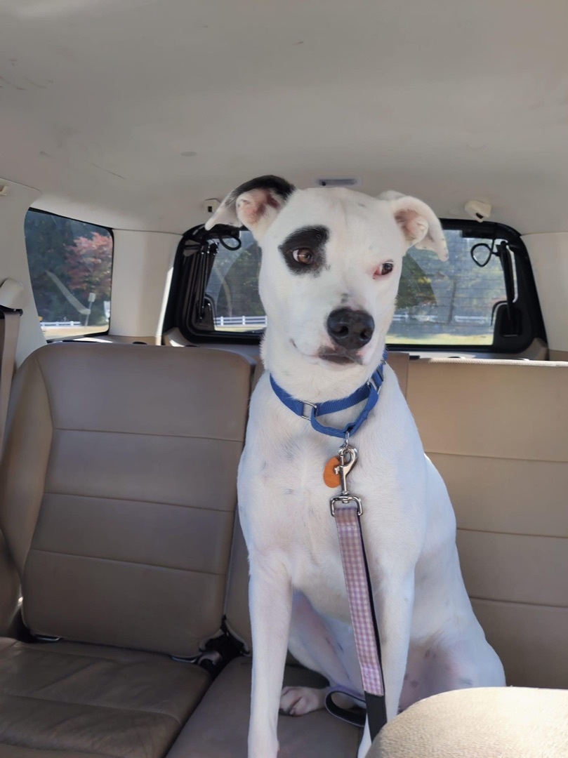 Sasha, Adoptable, Adult Female Retriever.