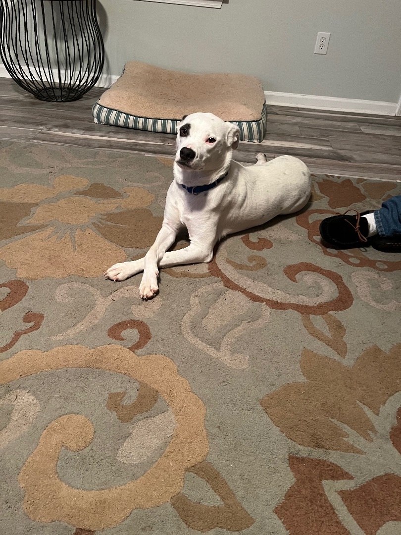 Sasha, a Adoptable mixed breed image 2/10