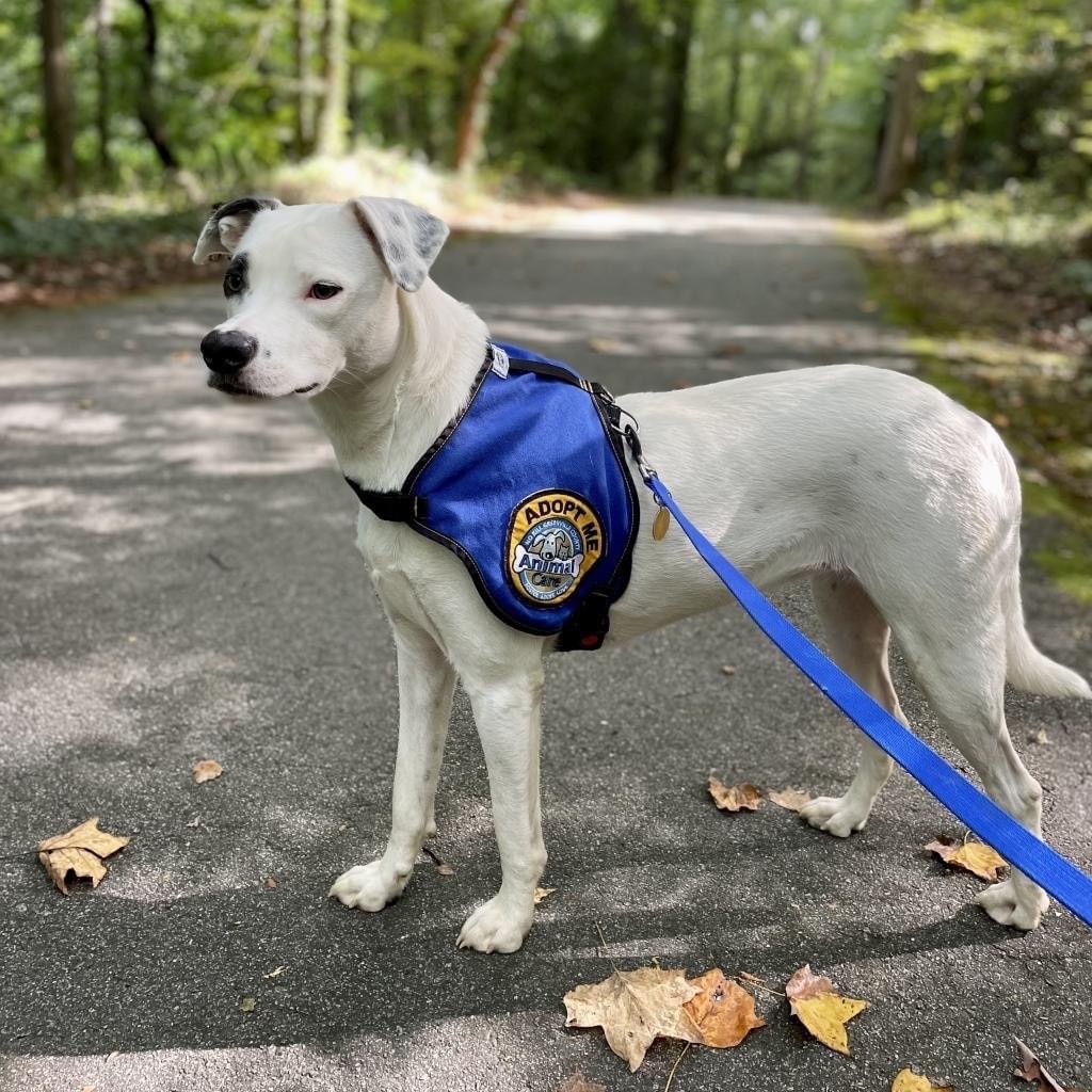 Sasha, a Adoptable mixed breed image 4/10