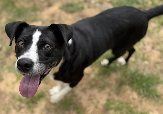 Enlarge HIGHLAND, a Adoptable mixed breed in Augusta, GA image 1/1