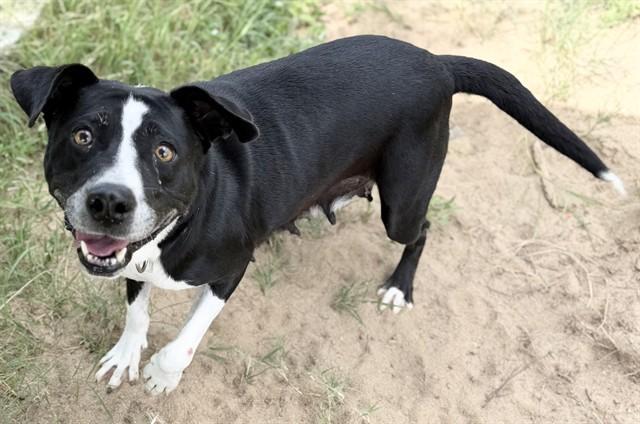HIGHLAND, Adoptable, Adult Female Pit Bull Terrier & Mixed Breed.