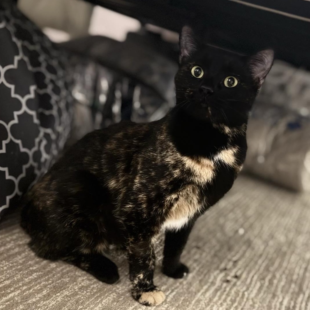 Enlarge Kahlua, a Adoptable Tortoiseshell in Indianapolis, IN image 1/1
