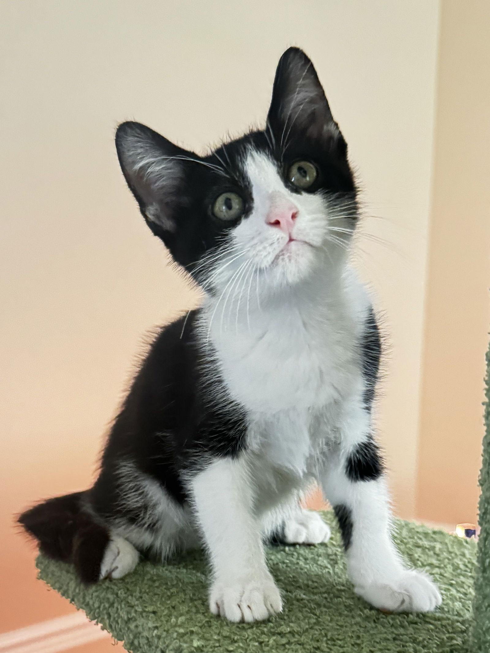 GoGo, a Adoptable Domestic Short Hair in Seal Beach, CA image 1/3