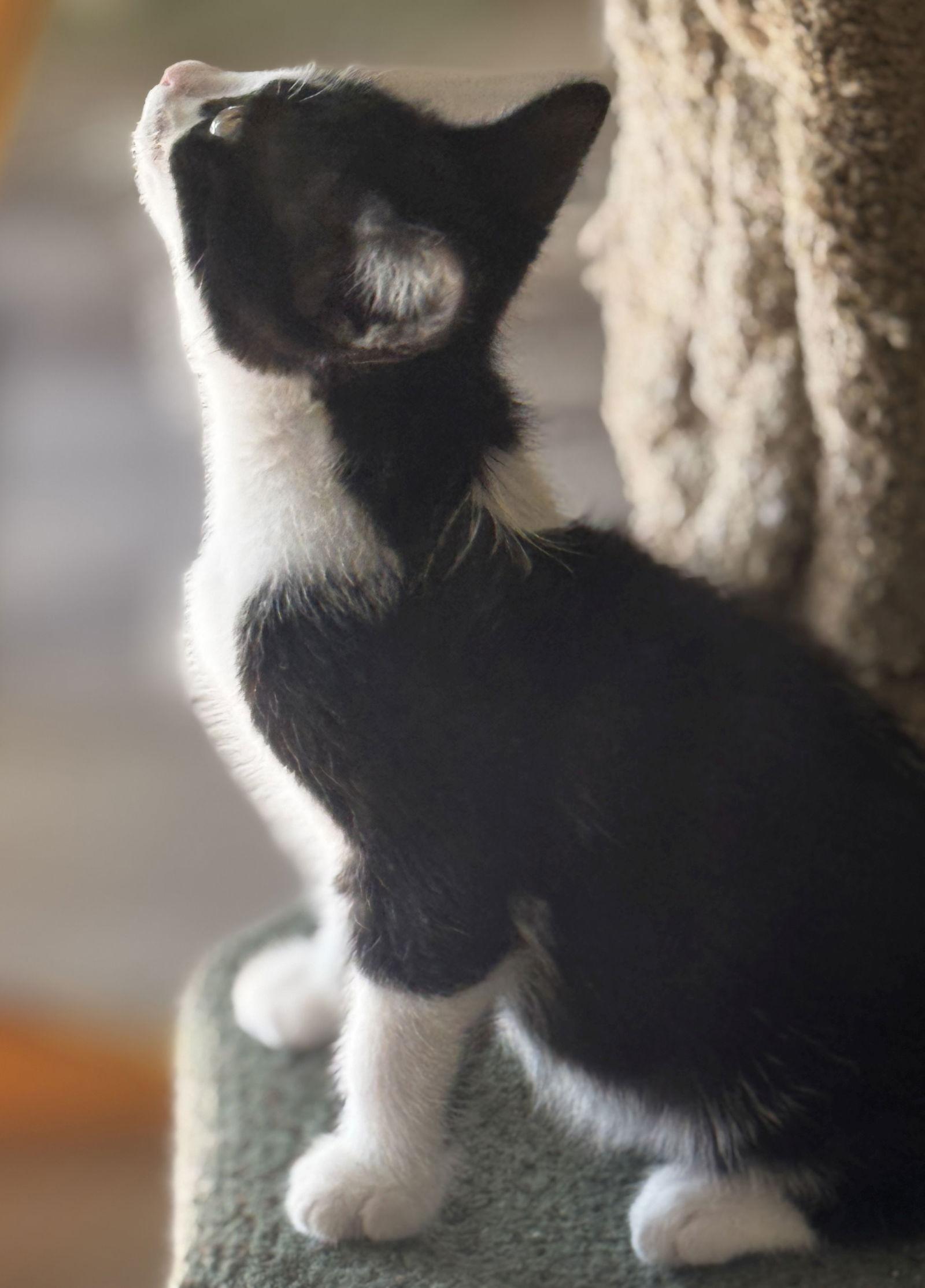 GoGo, a Adoptable Domestic Short Hair in Seal Beach, CA image 2/3