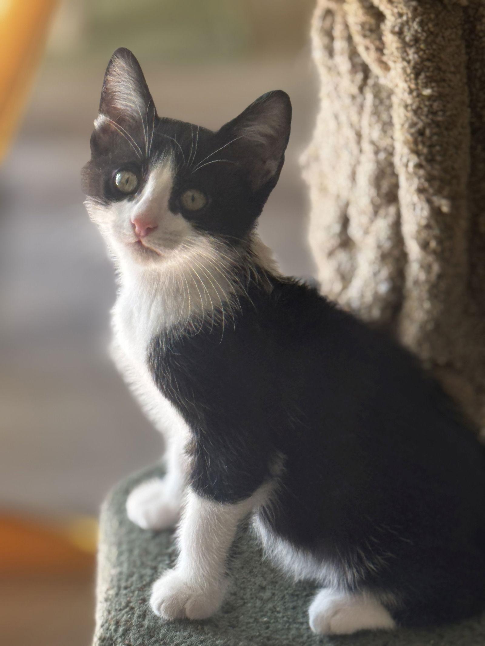 GoGo, a Adoptable Domestic Short Hair in Seal Beach, CA image 3/3
