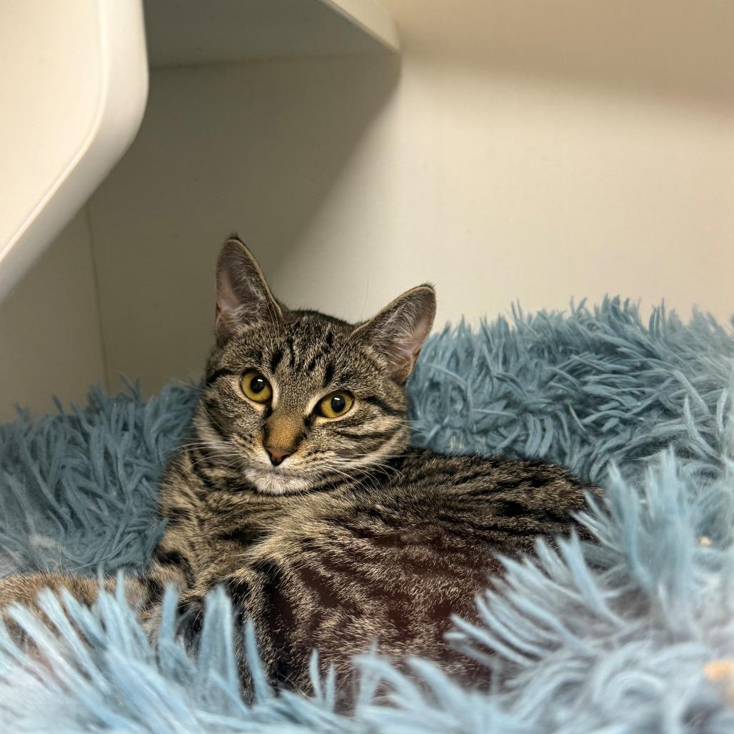 Enlarge Shrimp, a Adoptable Domestic Short Hair in Branford, CT image 1/1