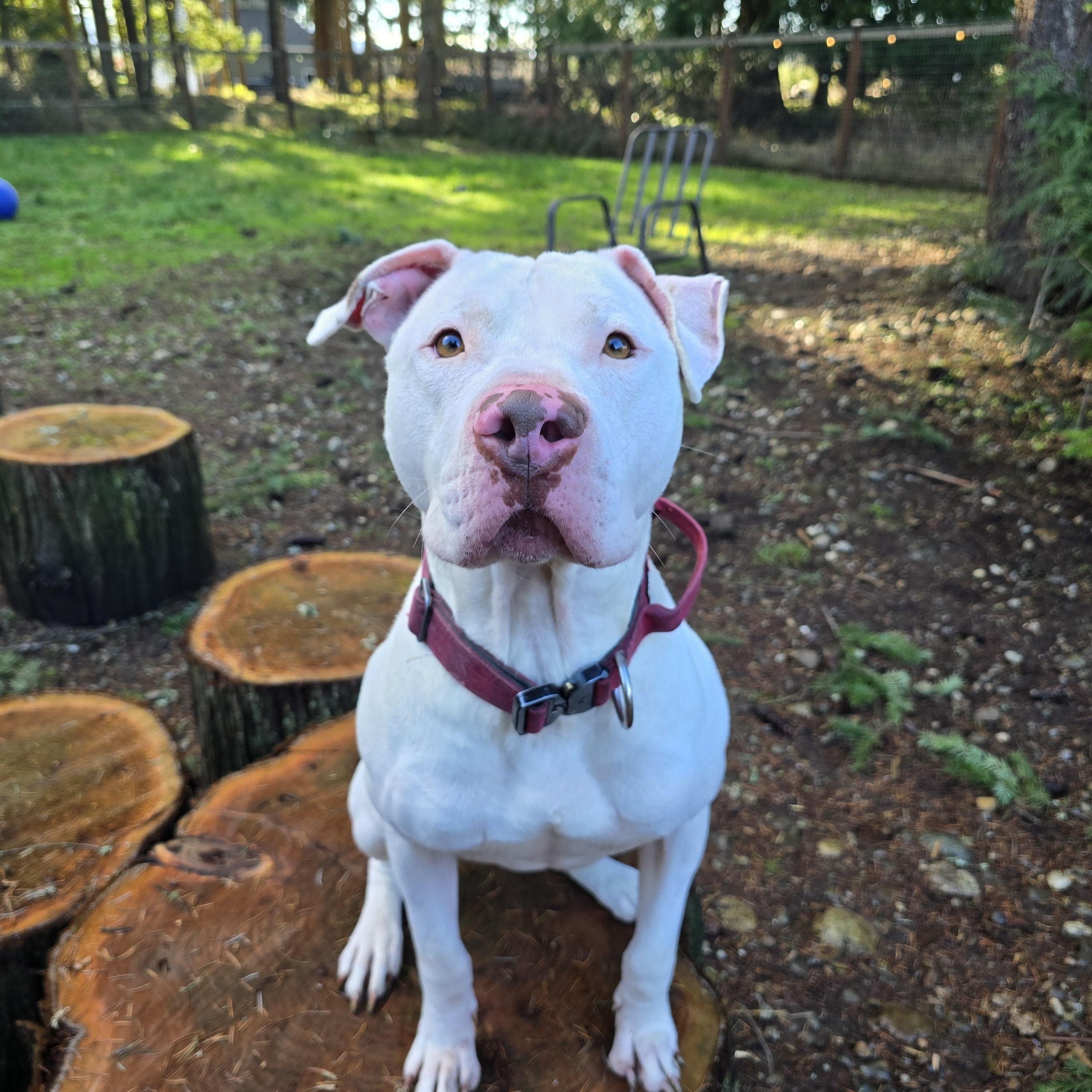 Brady, a Adoptable mixed breed in Buckley, WA image 1/6