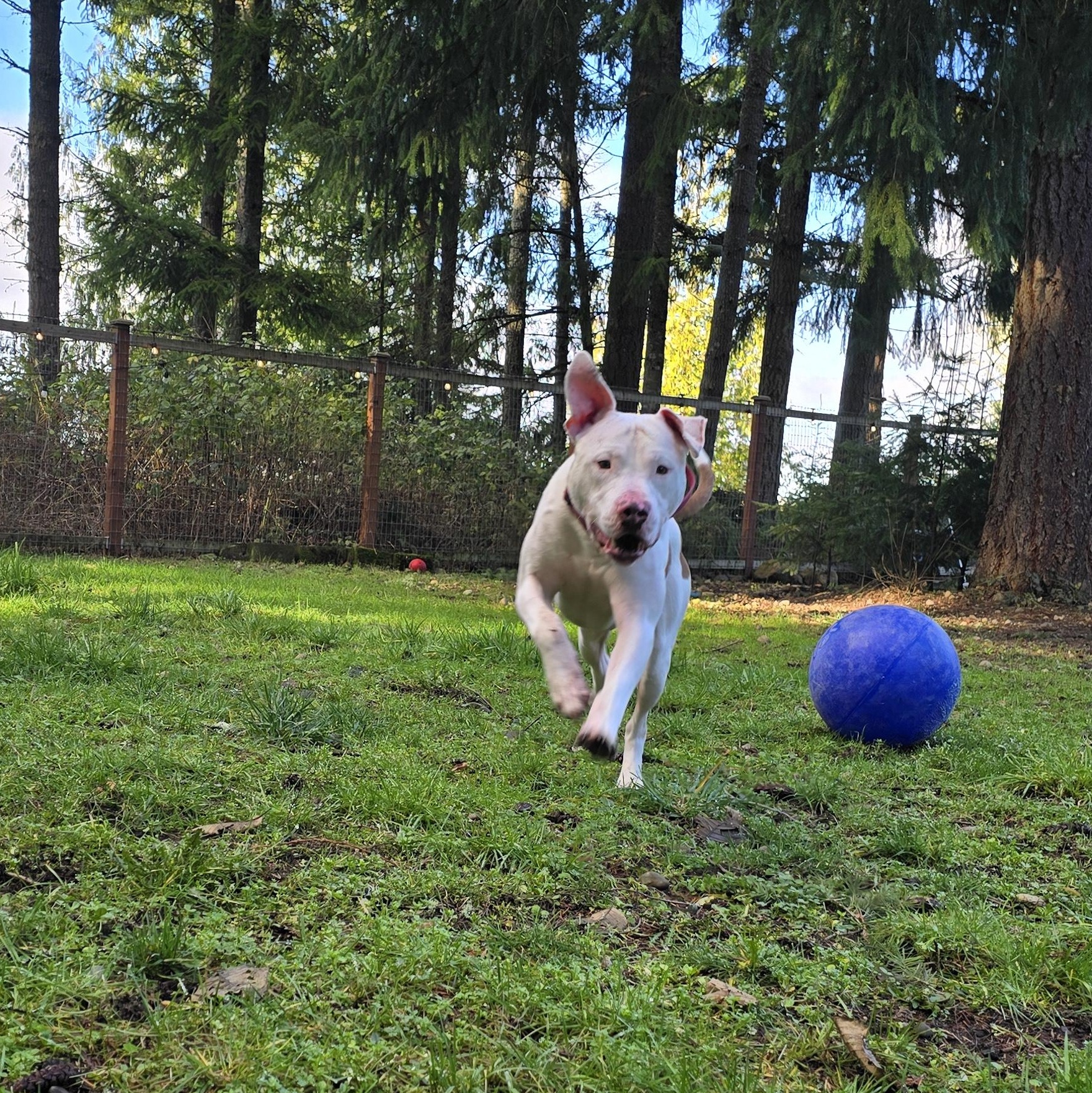 Brady, a Adoptable mixed breed in Buckley, WA image 3/6