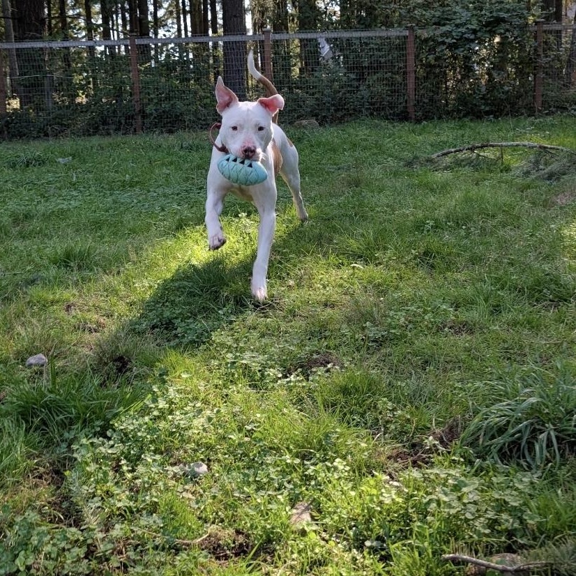 Enlarge Brady, a Adoptable mixed breed in Buckley, WA image 3/6