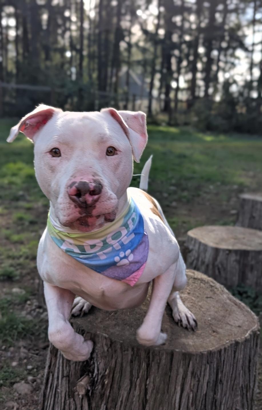 Enlarge Brady, a Adoptable mixed breed in Buckley, WA image 5/6