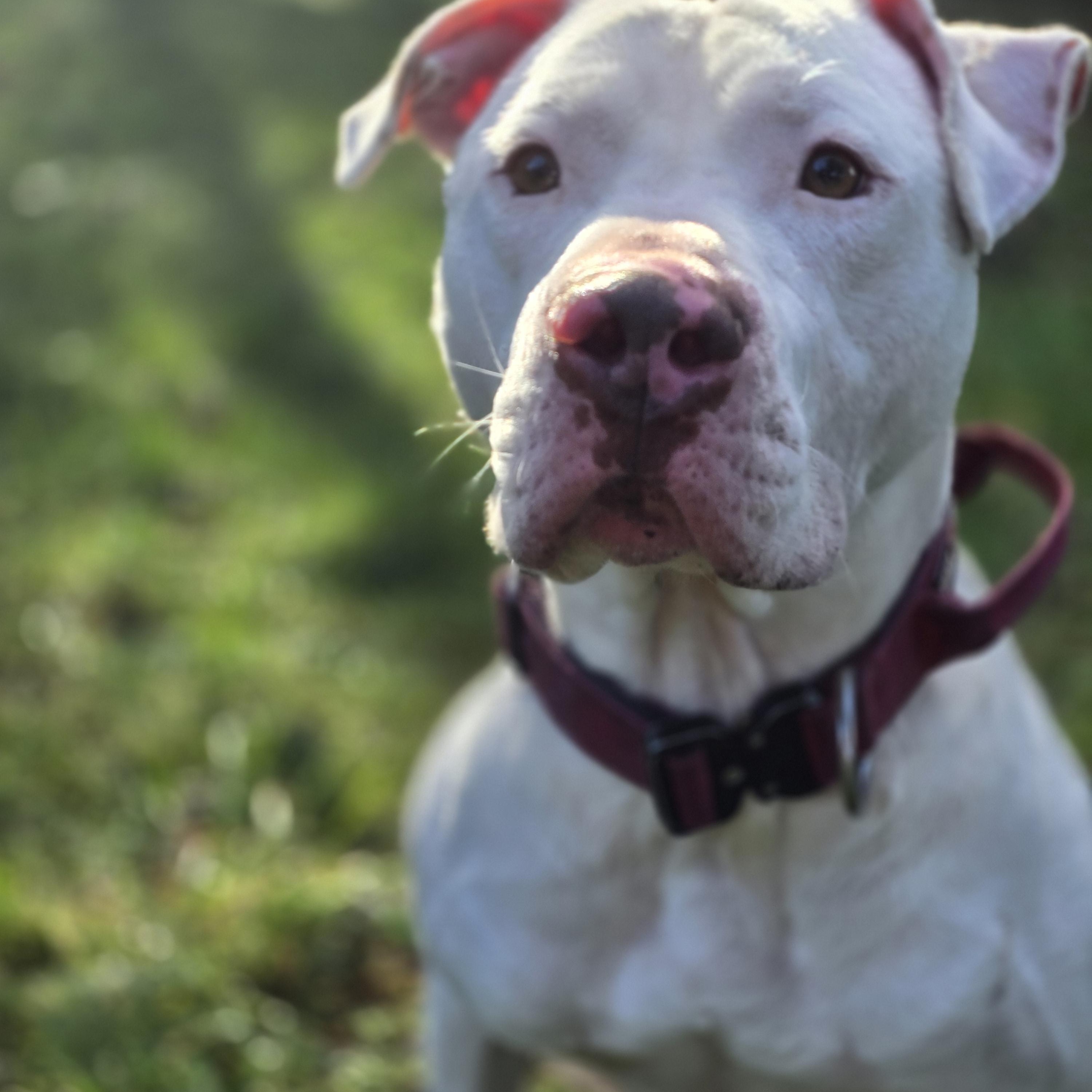 Brady, a Adoptable mixed breed in Buckley, WA image 5/6