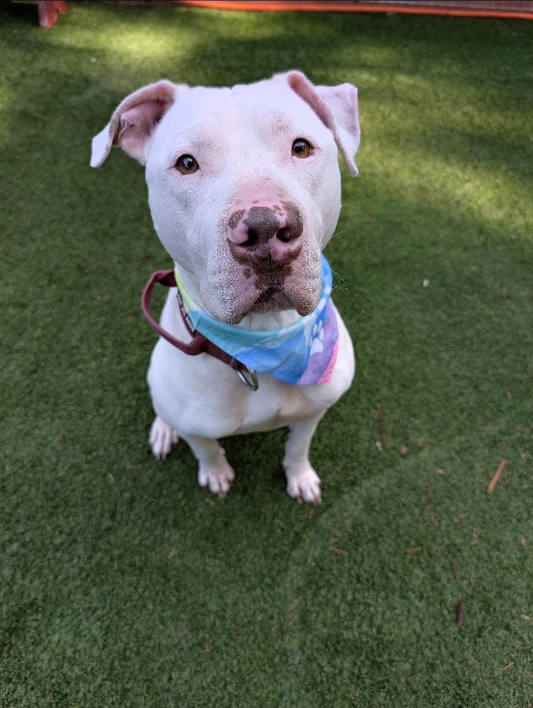 Enlarge Brady, a Adoptable mixed breed in Buckley, WA image 6/6