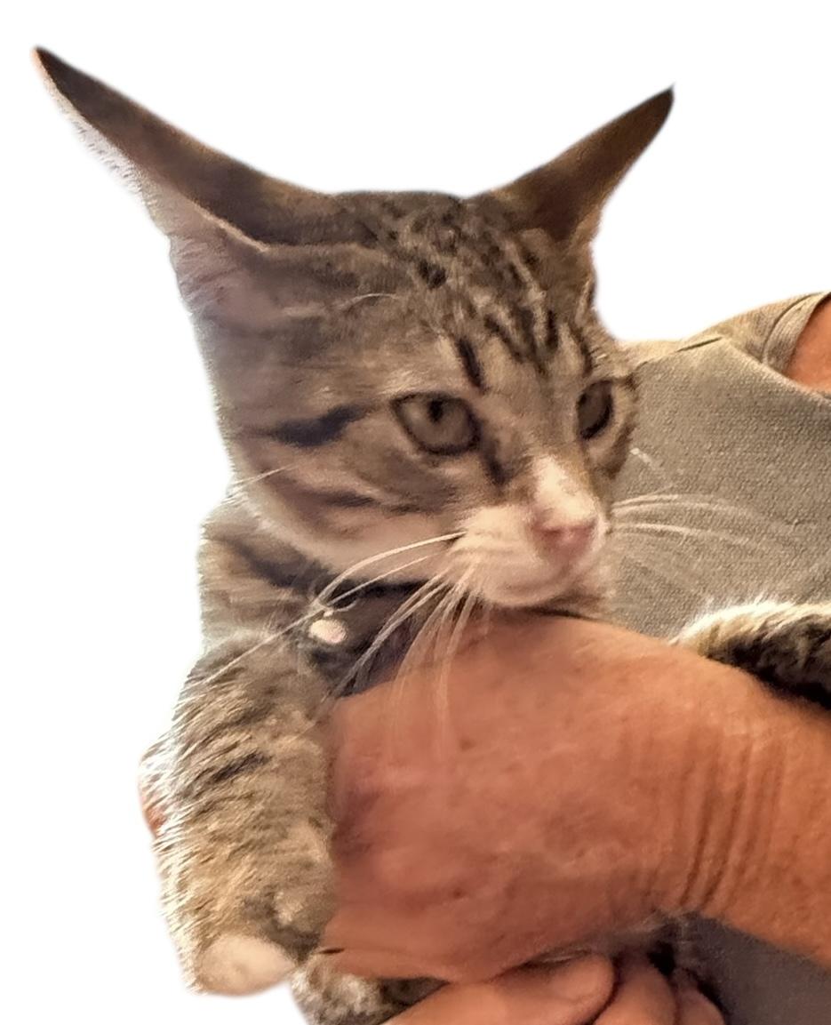 Enlarge Socks, an adopted American Shorthair in Grove, OK image 1/3