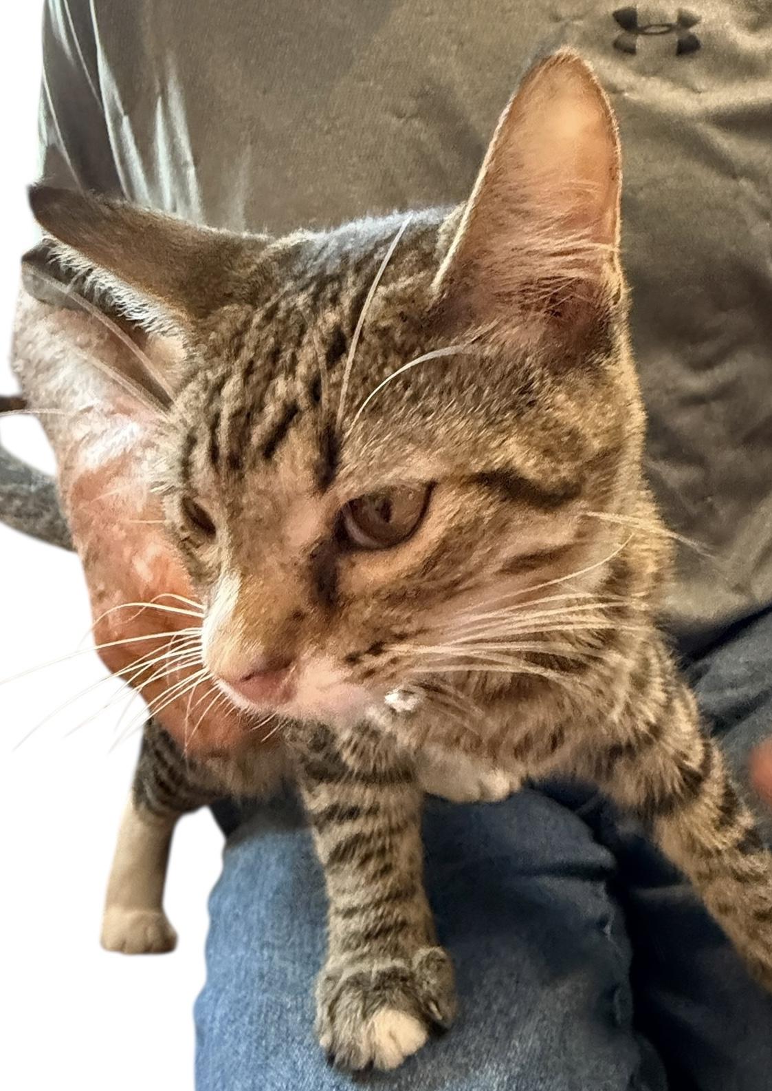 Enlarge Socks, an adopted American Shorthair in Grove, OK image 3/3