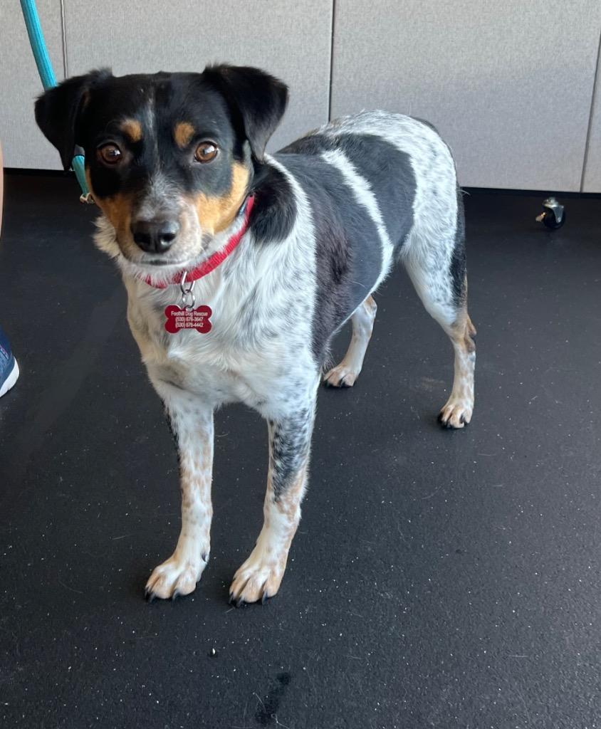 24Pablo Picasso, adoptable, Adult Male Cattle Dog.